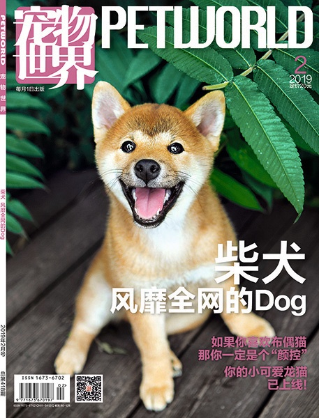 宠物杂志柴犬