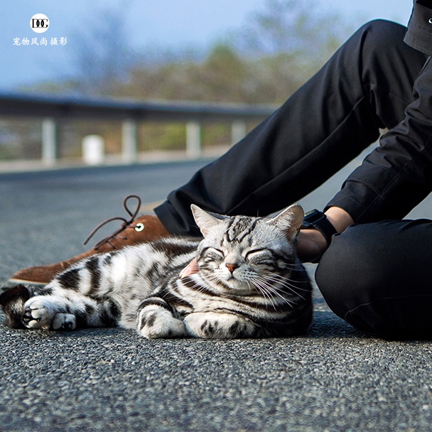猫舍视频广告